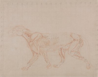 Tijgerlichaam, Lateraal Aanzicht (Studie van de vierde fase van dissectie die de diepere spieren toont) door George Stubbs
