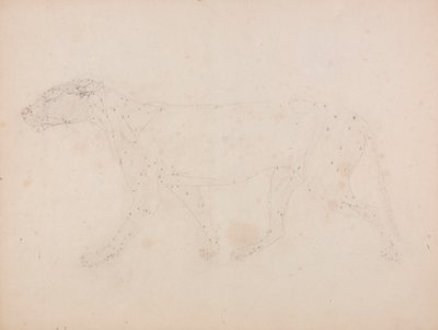 Tijgerlichaam, zijaanzicht (studie van de spieren voor de sleutel figuur bij Tabel IX) door George Stubbs