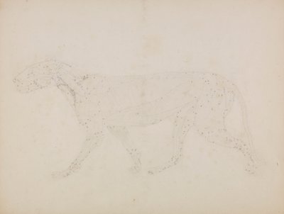 Tijgerlichaam, lateraal aanzicht (studie van de bovenste spierlagen en hun bloedtoevoer voorbereid voor de sleutelfiguur naar Tabel XIV) door George Stubbs