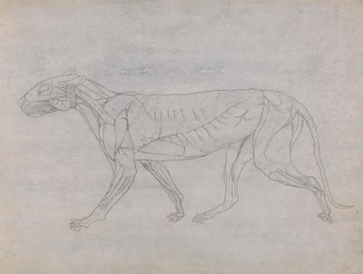 Tijgerlichaam, lateraal zicht door George Stubbs
