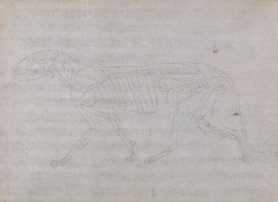 Tijgerlichaam, zijaanzicht door George Stubbs