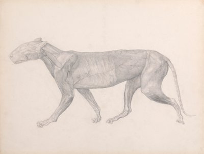 Tijger, zijaanzicht, met het bindweefsel over de spieren verwijderd (afgewerkte studie voor Tafel XIV) door George Stubbs
