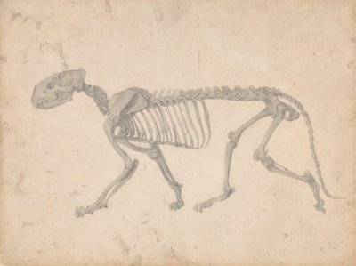 Tijgerskelet, zijaanzicht door George Stubbs