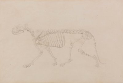 Tigerskelet, zijaanzicht (Zeer gedetailleerde studie voor Tafel IV) door George Stubbs
