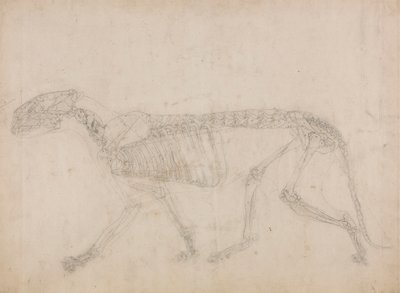 Tijgerskelet, Zijaanzicht (Waarschijnlijk de hoofdstudie van het skelet) door George Stubbs