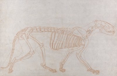 Tijgerskelet, zijaanzicht door George Stubbs