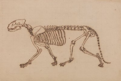 Tigerskelet, zijaanzicht door George Stubbs