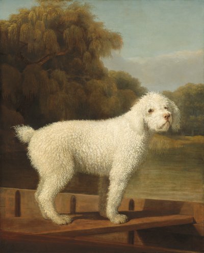 Witte Poedel in een Punt door George Stubbs
