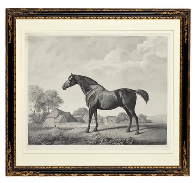 Hondsroos door George Townley Stubbs