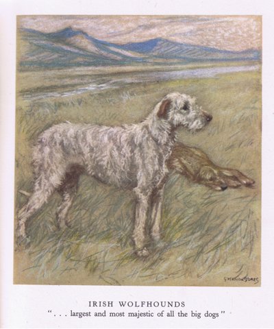 Ierse wolfshonden (kleurenlitho) door George Vernon Stokes