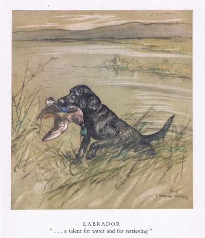 Labrador (kleurenlitho) door George Vernon Stokes