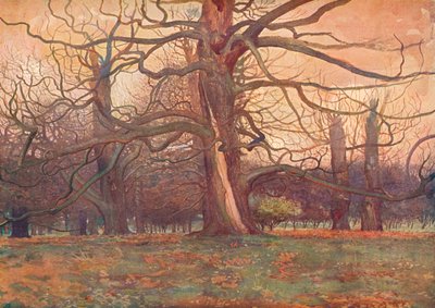 Studie van een eik, ca. 1878-1903/1904 door George Wilson