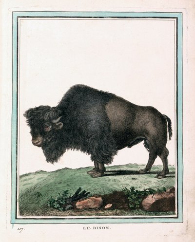 Antieke prent van Amerikaanse buffel door Georges Louis Leclerc