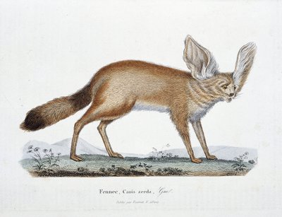 Natuurhistorische Plaat: Zoölogische plaat die Le Fennec, Canis zerda afbeeldt - in "Volledige Werken van Buffon" door natuuronderzoeker Georges Louis Leclerc, Graaf van Buffon (1707 - 1788). Gravure uit 1837. door Georges Louis Leclerc