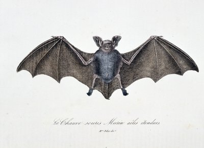 Natuurhistorische Plaat: Zoölogische plaat die de Vleermuis Murin met uitgespreide vleugels afbeeldt - in "Volledige Werken van Buffon" door natuuronderzoeker Georges Louis Leclerc, Graaf van Buffon (1707 - 1788). Gravure uit 1837. door Georges Louis Leclerc