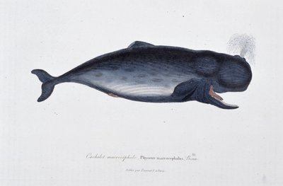 Natuurhistorische plaat: Zoölogische kaart die de potvis, Physeter macrocephalus, afbeeldt - in 