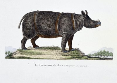 Natuurhistorische plaat: Zoölogische kaart die de Javaanse neushoorn afbeeldt (Rhinoceros Javanicus) - in 