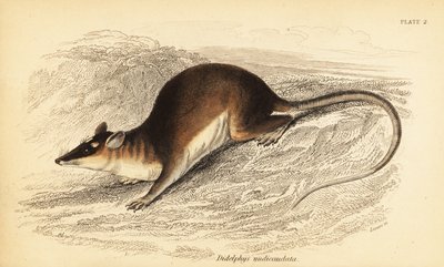 Bruine vierogige buidelrat, Metachirus nudicaudatus door Georges Robert Waterhouse