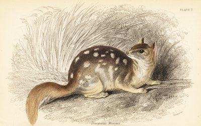 Oostelijke quoll, Dasyurus viverrinus. Bedreigd door Georges Robert Waterhouse