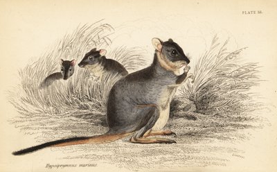 Langvoetpotoroe, Potorous longipes. Kwetsbaar door Georges Robert Waterhouse