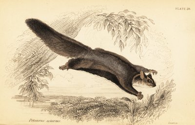 Squirrel glider, Petaurus norfolcensis door Georges Robert Waterhouse