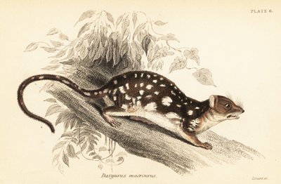 Tijgerquoll, Dasyurus maculatus, 1841 (gravure) door Georges Robert Waterhouse