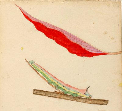 "Spiegelrups, studie voor boek "Concealing Coloration in the Animal Kingdom door Gerald H. Thayer