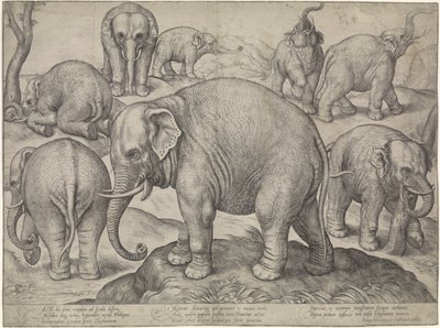 Acht olifanten door Gerard van Groeningen
