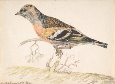 Vink Fringilla Montifringilla, 1679 door Gerardus van Veen