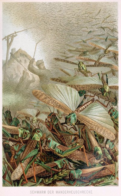 Een Zwerm Sprinkhanen, uit Brehms Tierleben, pub. 1860