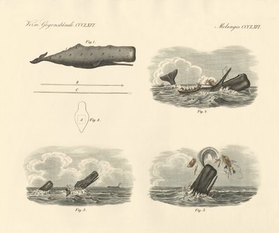 Over de levenswijze en de vangst van de grootkoppige trompetwalvis of potvis door German School