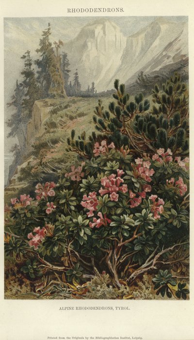Alpen Rhododendrons door German School