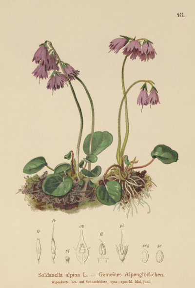 Alpen Sneeuwklokje (Soldanella alpina) door German School