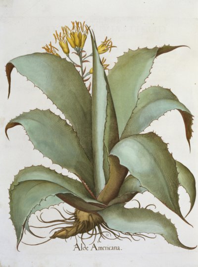 Amerikaanse aloë: Aloe Americana, uit de Hortus Eystettensis door Basil Besler (1561-1629), uitgegeven 1613 door German School