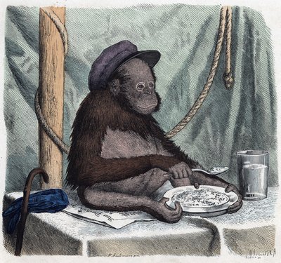Een opgeleide orang-oetan eet rijst met een lepel. In 