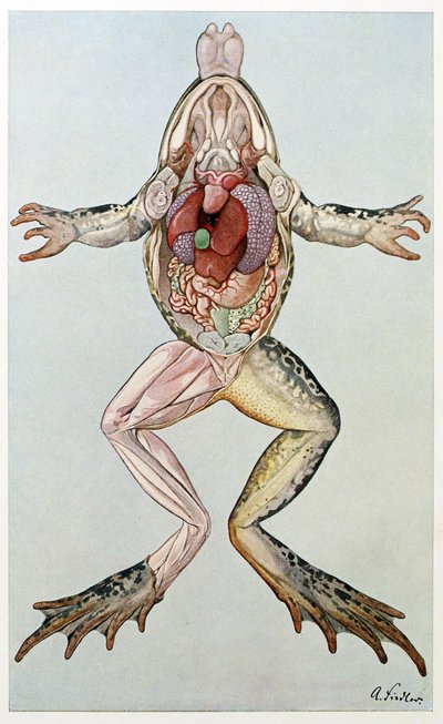 Anatomische doorsnede van een vrouwelijke kikker, uit Brehms Tierleben, uitgegeven 1860