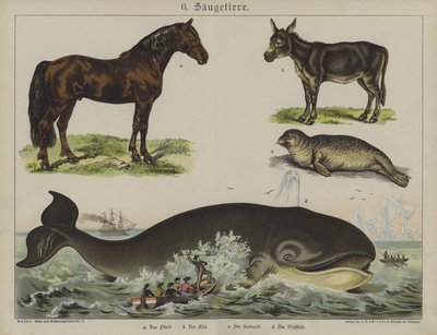 Dieren door German School