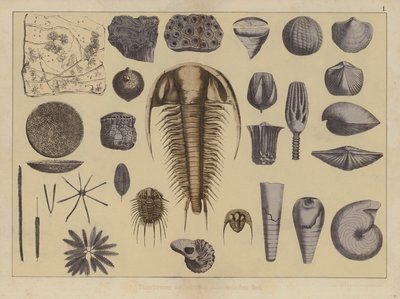 Dieren van het vroege Paleozoïcum (kleur litho) door German School