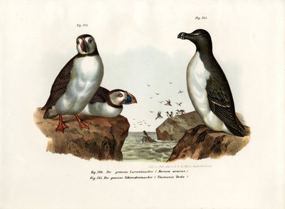 Papegaaiduiker, 1864 door German School