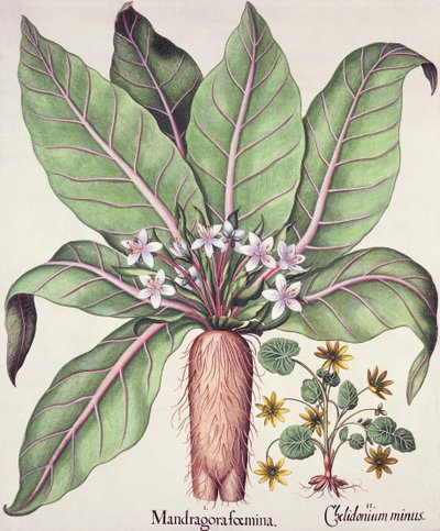 Herfstmandragora, uit de Hortus Eystettensis door Basil Besler (1561-1629), pub. 1613 door German School