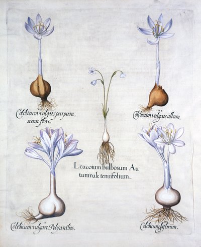 Herfstklokje en Weidekrokussen, uit Hortus Eystettensis, door Basil Besler, 1613 door German School