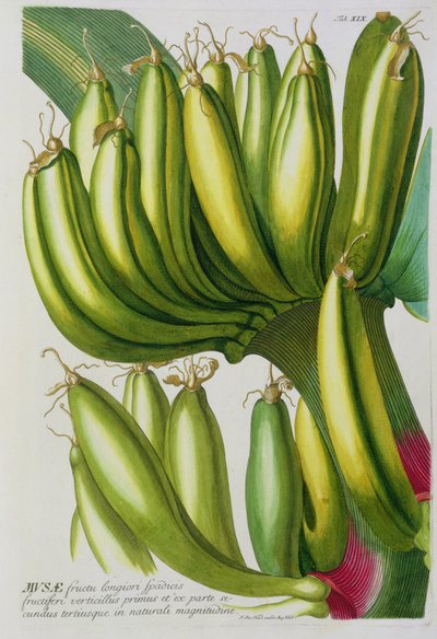 Banaan, gegraveerd door Johann Jakob Haid (1704-67) plaat 19 uit een botanisch boek, uitgegeven door Augustus Vind door German School