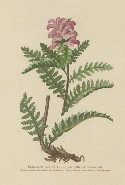 Snavelloze Rode Ratelaar (Pedicularis recutita) door German School