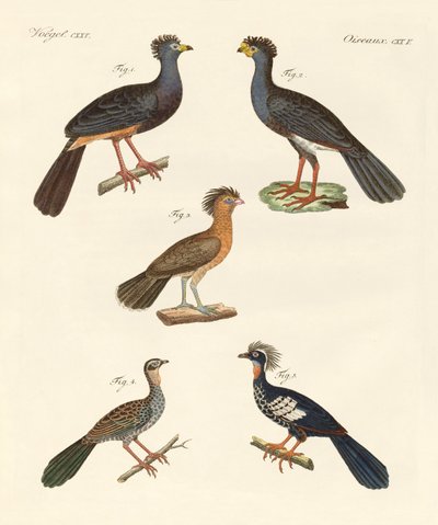 Mooie nieuwe vogels door German School