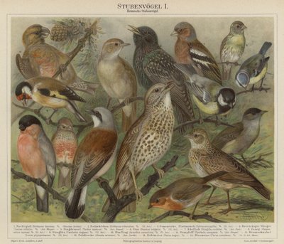 Vogels door German School