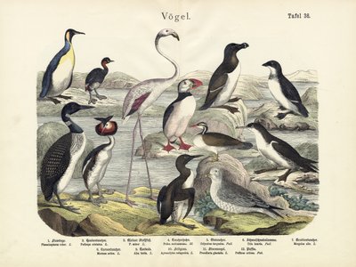 Vogels, ca. 1860 door German School