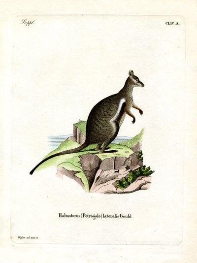 Zwartvoet Rots-wallaby door German School