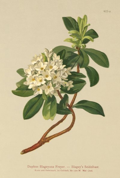 Blagays Daphne (Daphne Blagayana Freyer) door German School