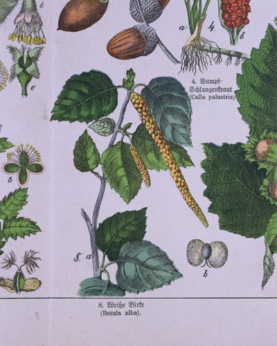 Tak van een zilverberk, uit een boek over het classificatiesysteem van Carolus Linnaeus door G.H. von Schubert door German School