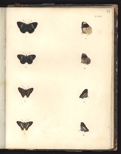 Vlinders, Pl. XXIV, illustratie uit Recueil d